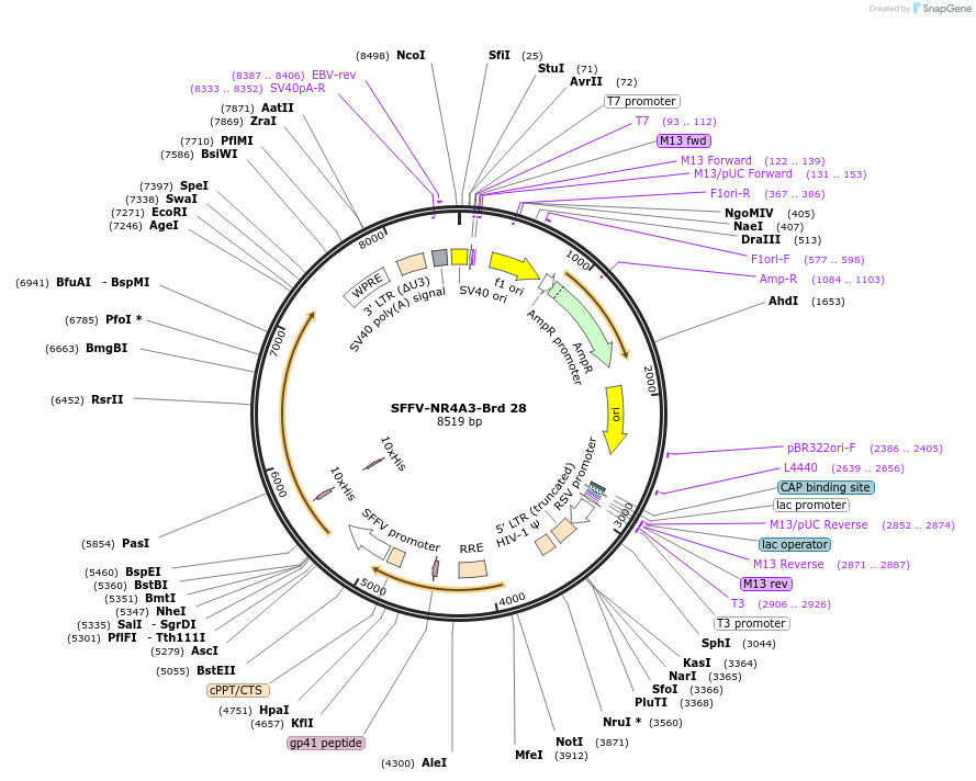 219010-plasmid-map-sequence-id-473195