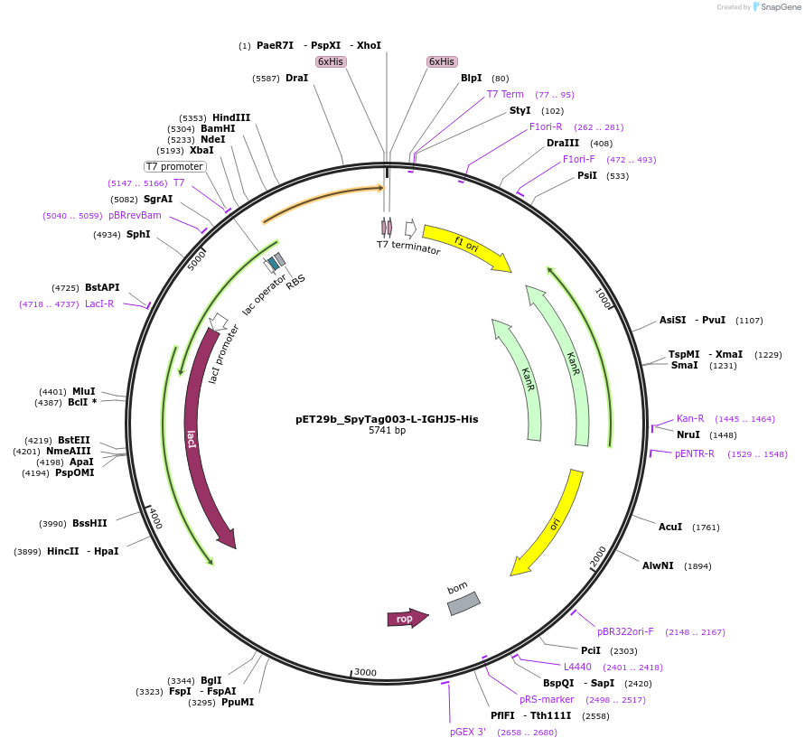 233338-plasmid-map-sequence-id-473204