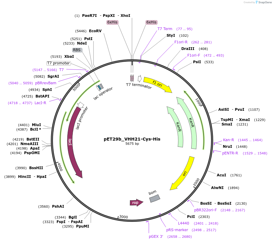 233325-plasmid-map-sequence-id-473208