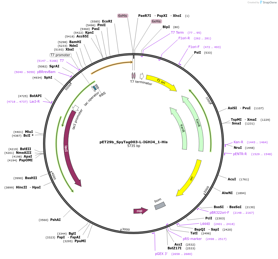 233334-plasmid-map-sequence-id-473209