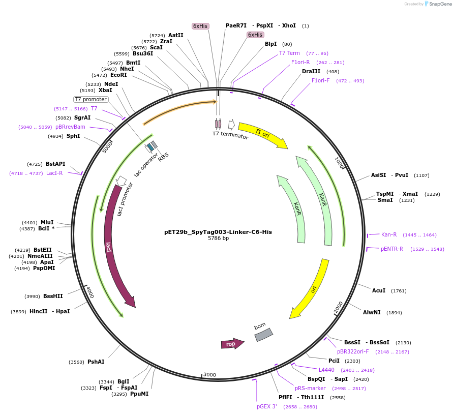 233331-plasmid-map-sequence-id-473211