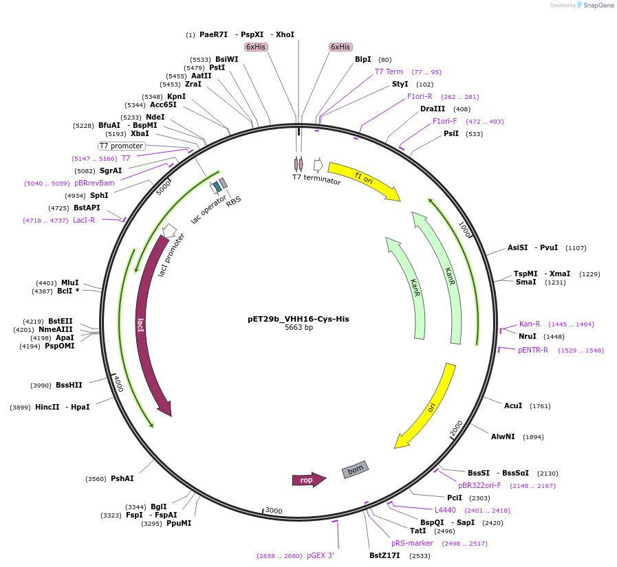 233324-plasmid-map-sequence-id-473213
