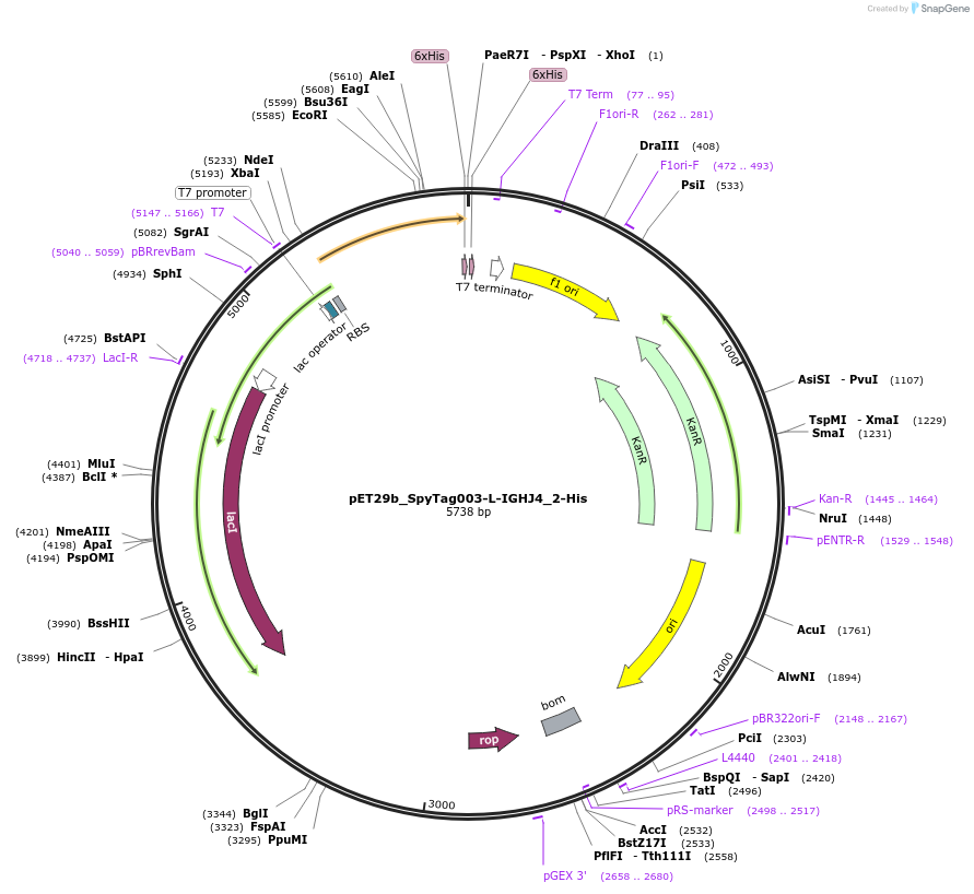 233335-plasmid-map-sequence-id-473214