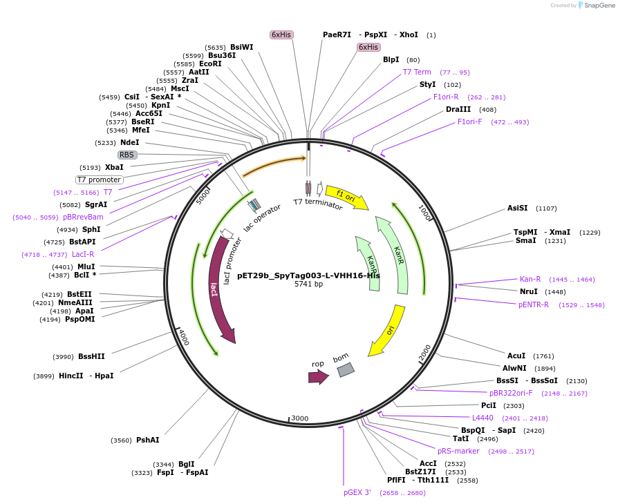 233332-plasmid-map-sequence-id-473215