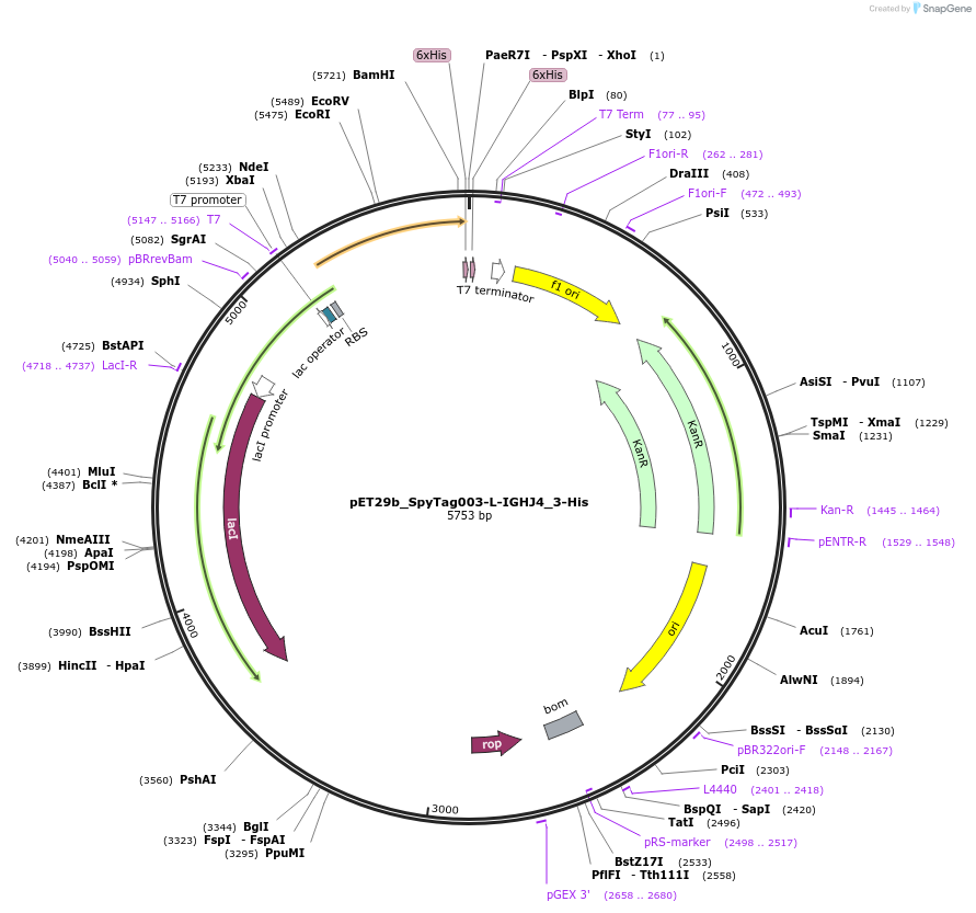 233336-plasmid-map-sequence-id-473216