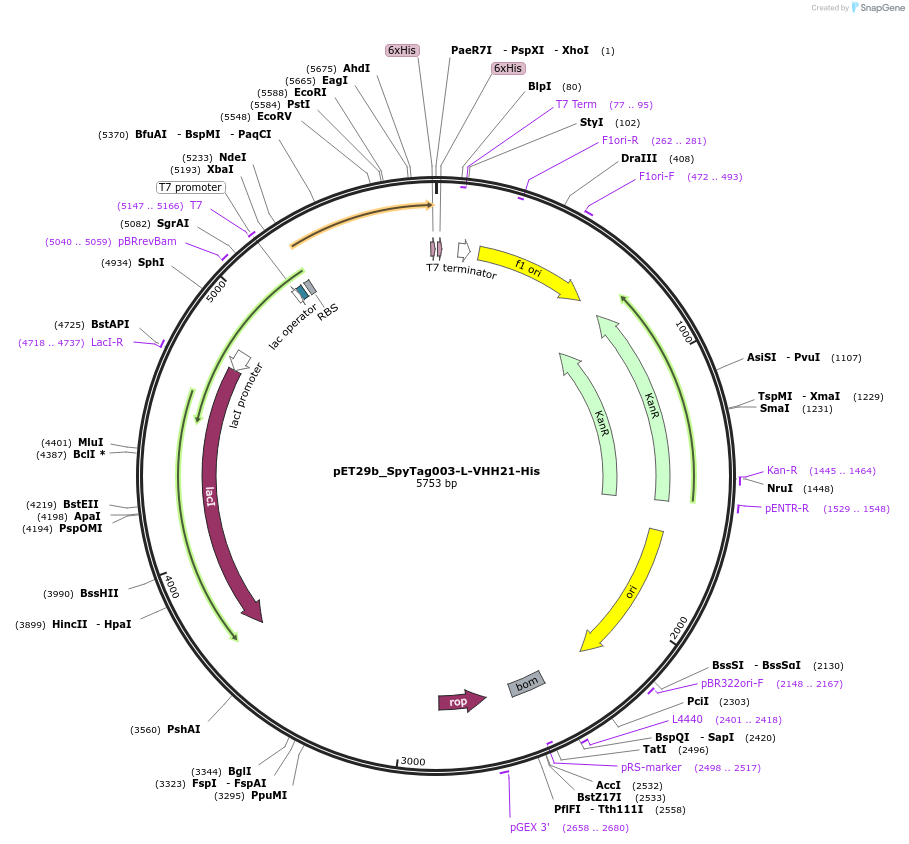 233333-plasmid-map-sequence-id-473219
