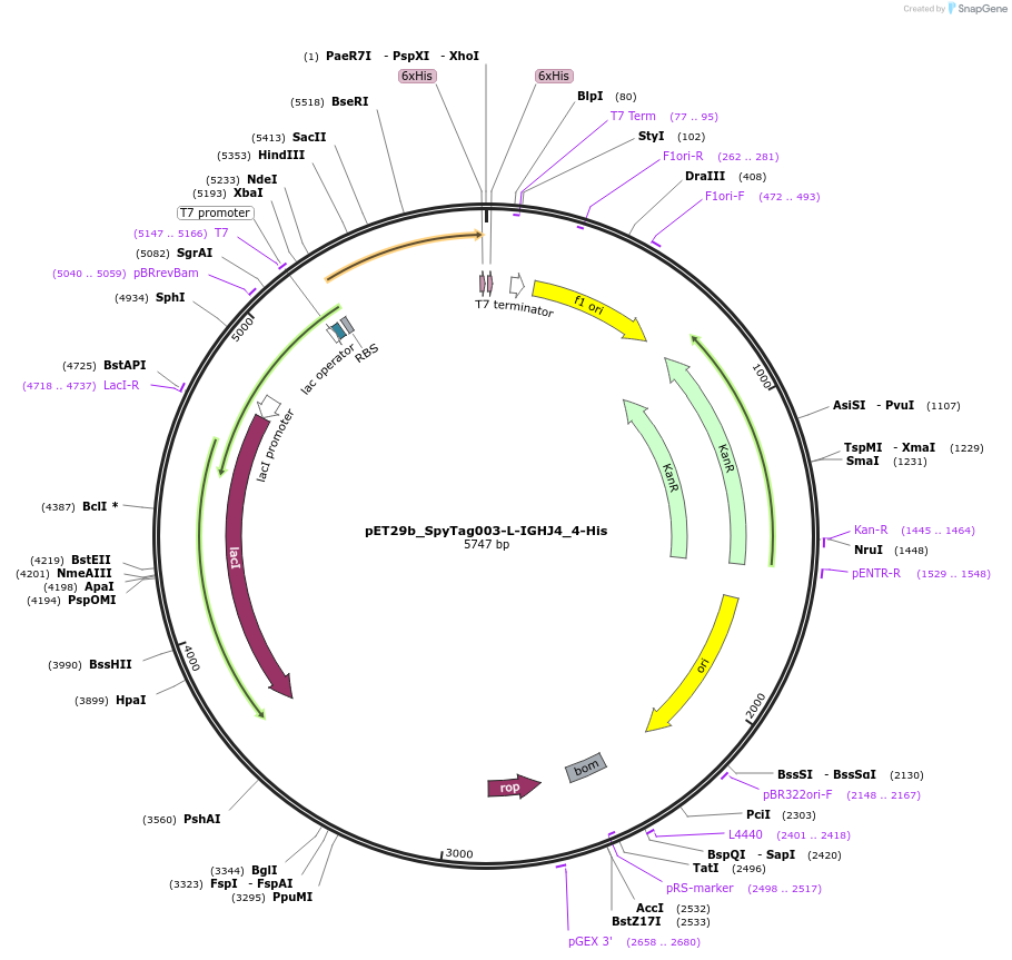 233337-plasmid-map-sequence-id-473220