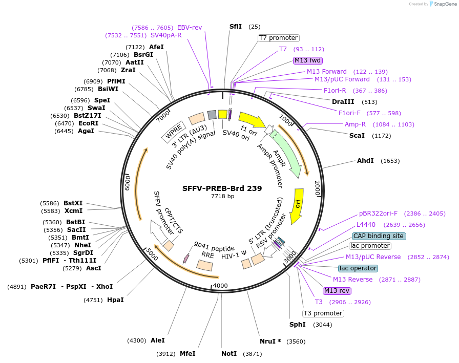 219182-plasmid-map-sequence-id-473296
