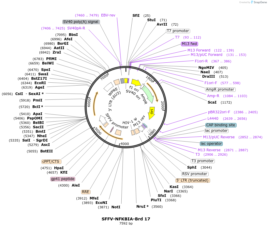 219000-plasmid-map-sequence-id-473301