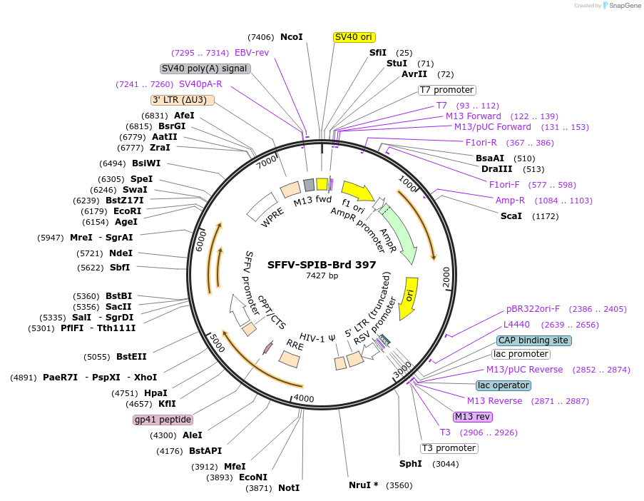 219320-plasmid-map-sequence-id-473304