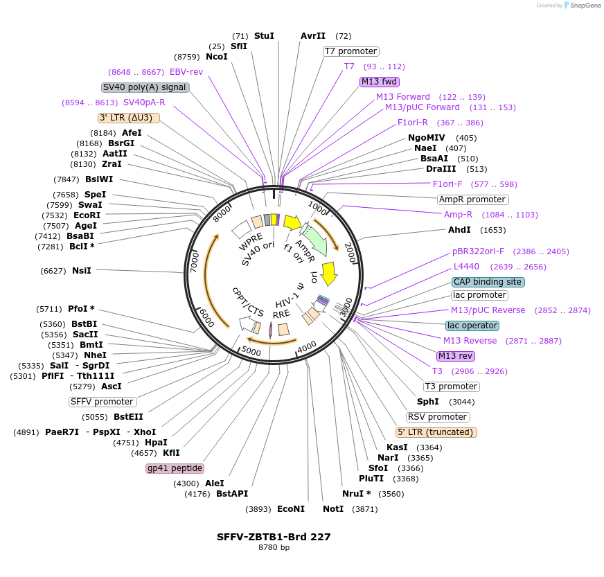 219170-plasmid-map-sequence-id-473306