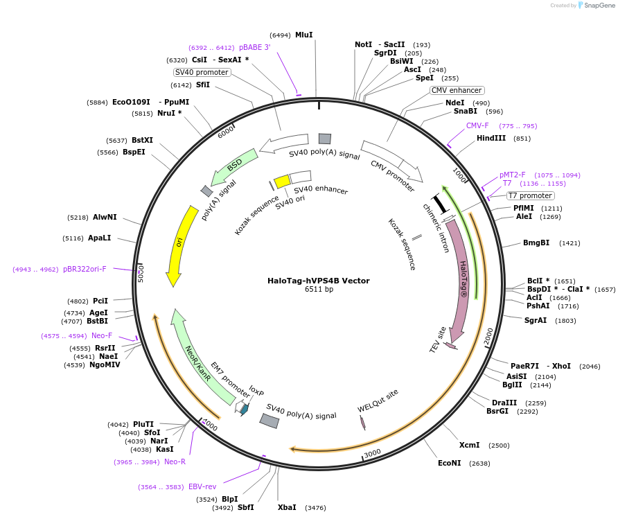 236976-plasmid-map-sequence-id-473352