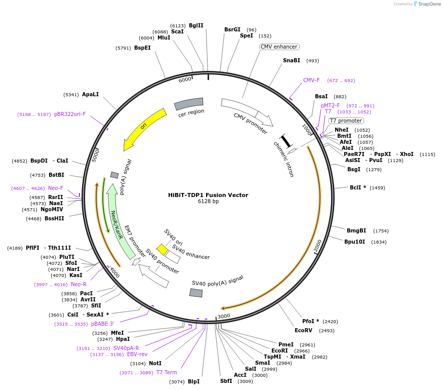 236891-plasmid-map-sequence-id-473368