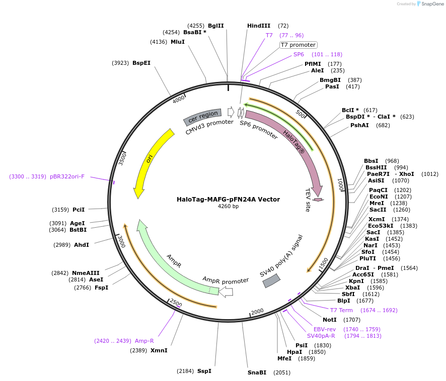 237001-plasmid-map-sequence-id-473387