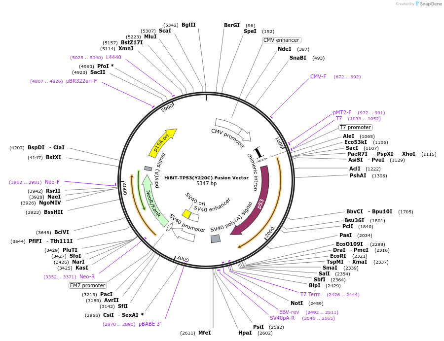 236914-plasmid-map-sequence-id-473393