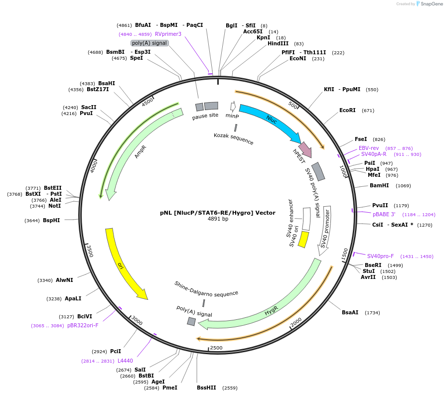 236925-plasmid-map-sequence-id-473396