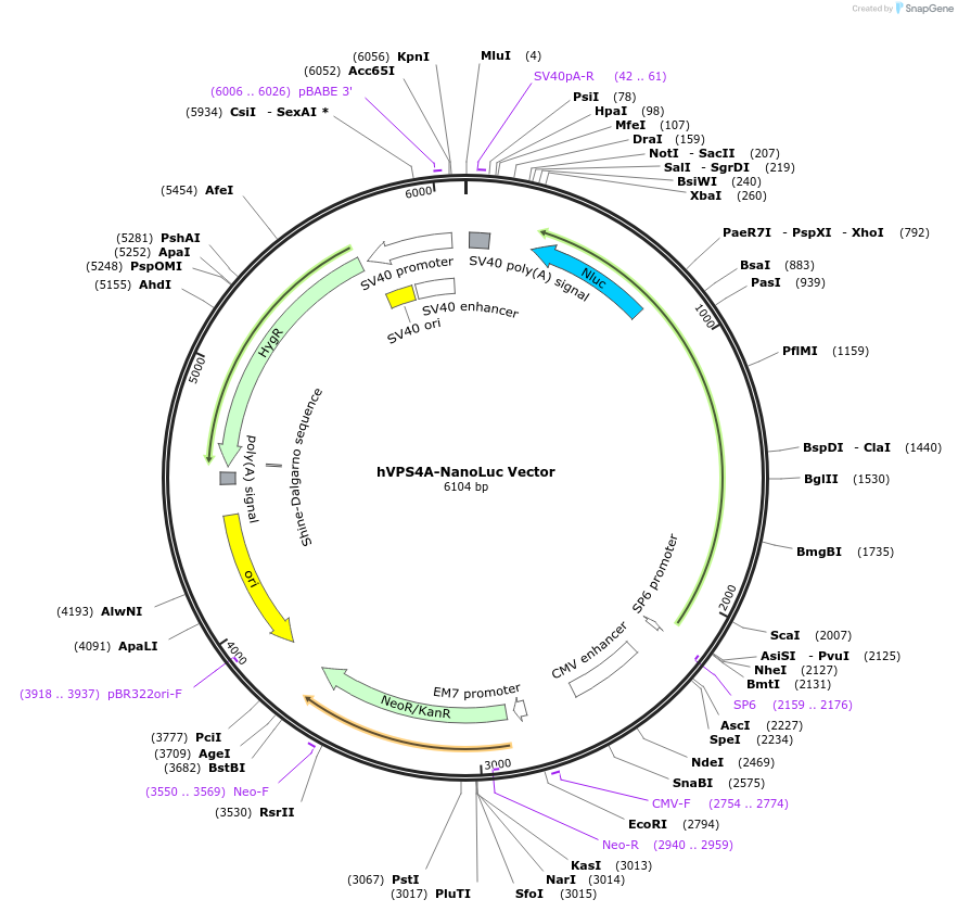 236979-plasmid-map-sequence-id-473408