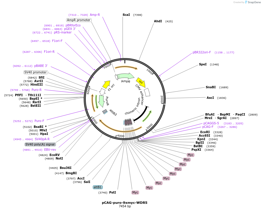 236614-plasmid-map-sequence-id-474270