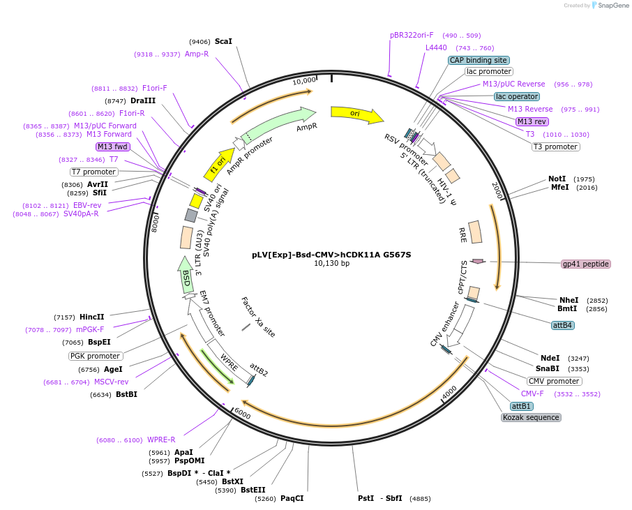 239214-plasmid-map-sequence-id-474368