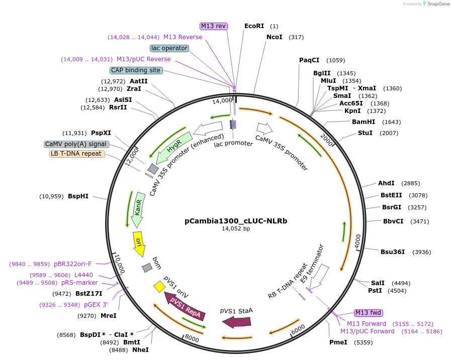 233527-plasmid-map-sequence-id-474485