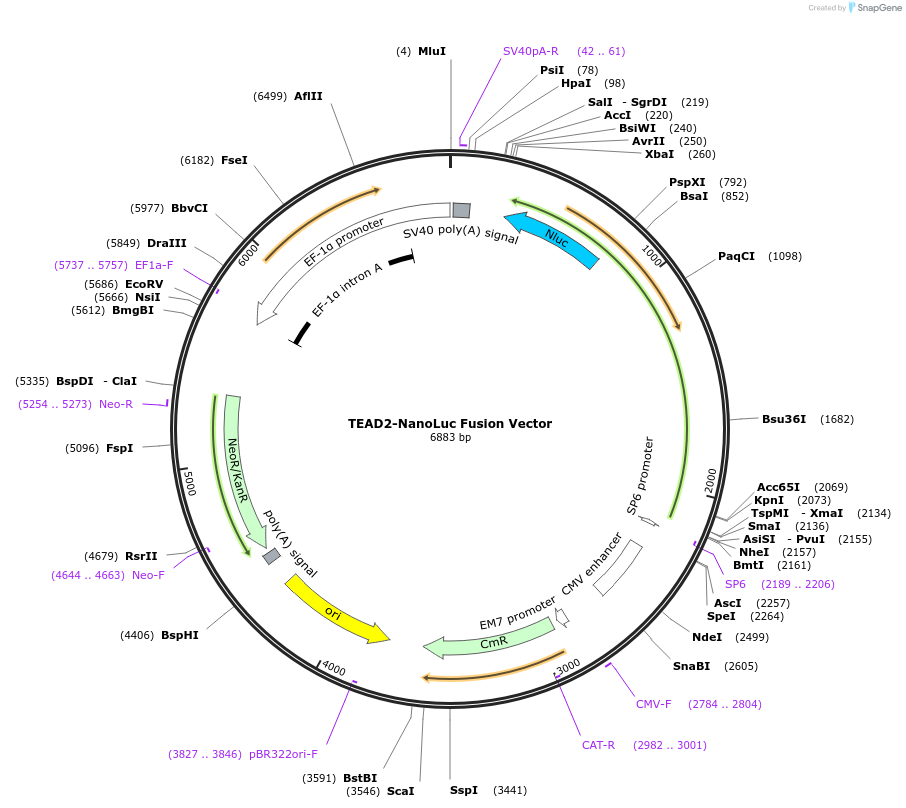 236987-plasmid-map-sequence-id-474692