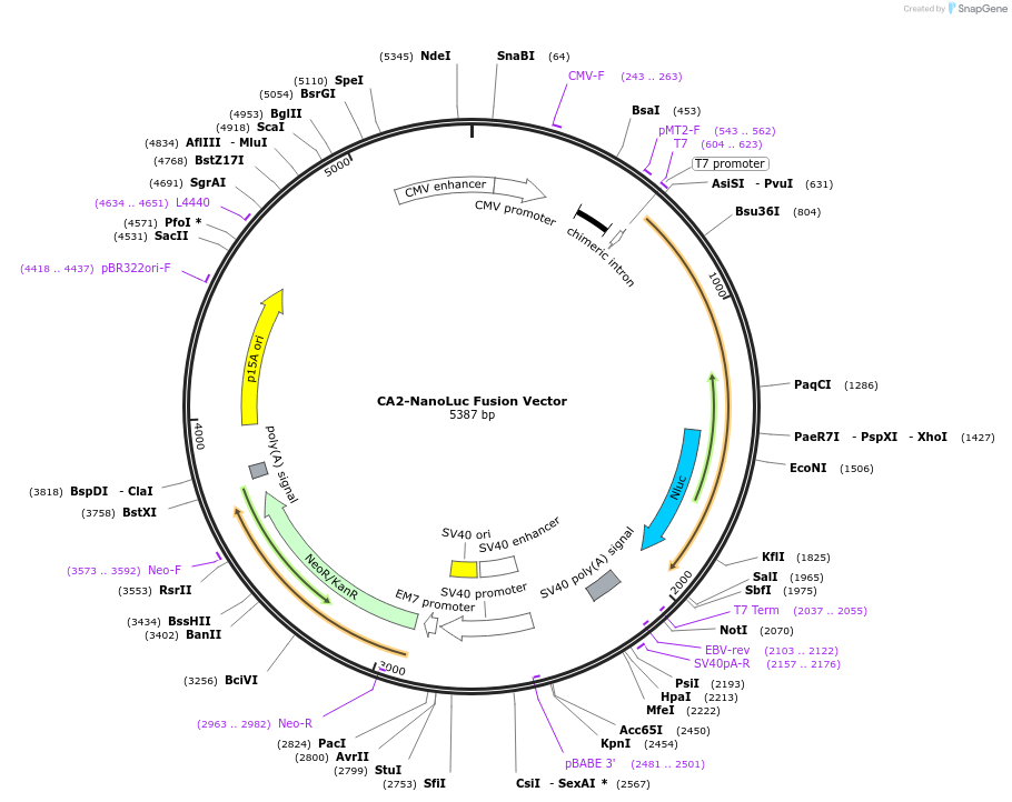 237164-plasmid-map-sequence-id-474716