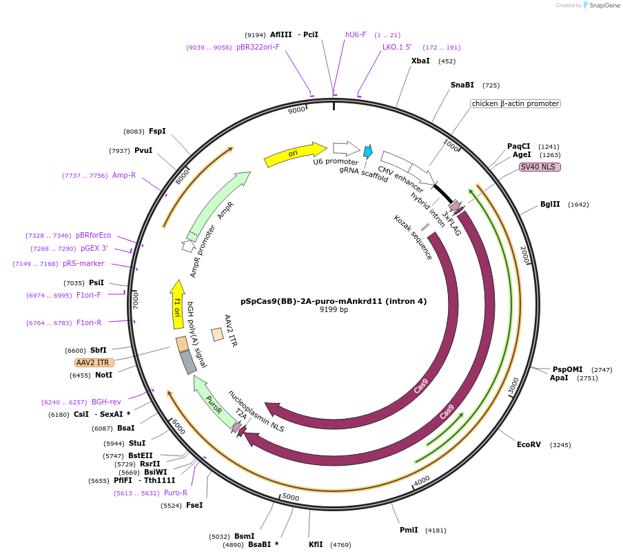 236609-plasmid-map-sequence-id-474941