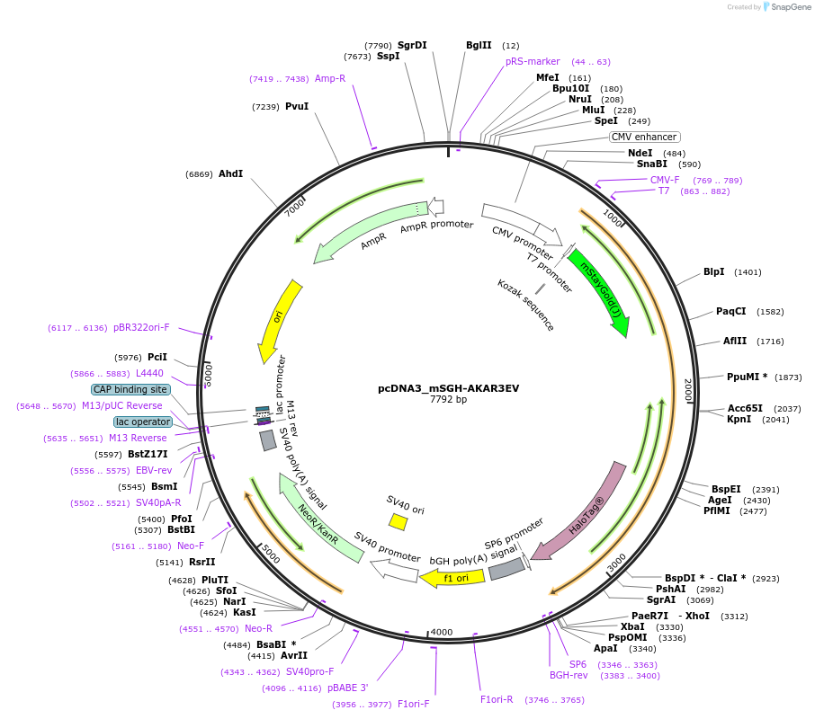236207-plasmid-map-sequence-id-474942