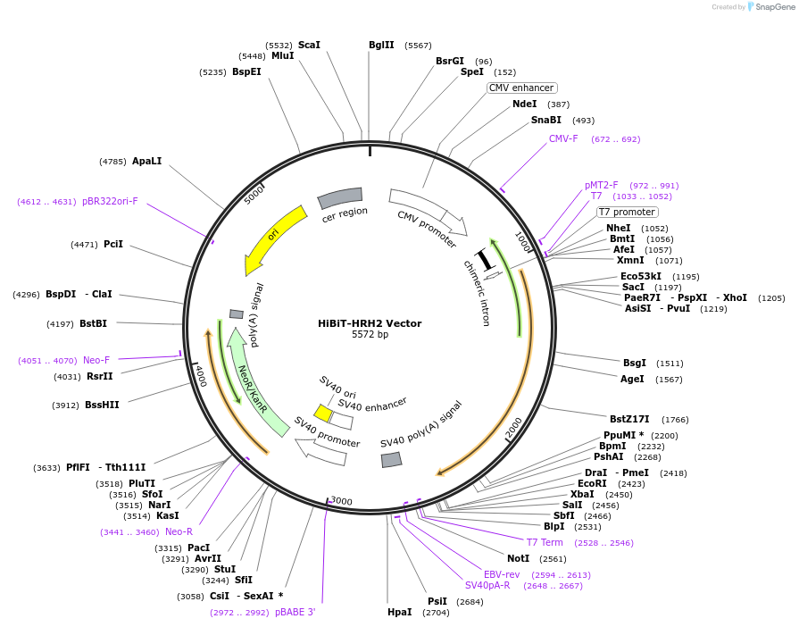 236883-plasmid-map-sequence-id-474945