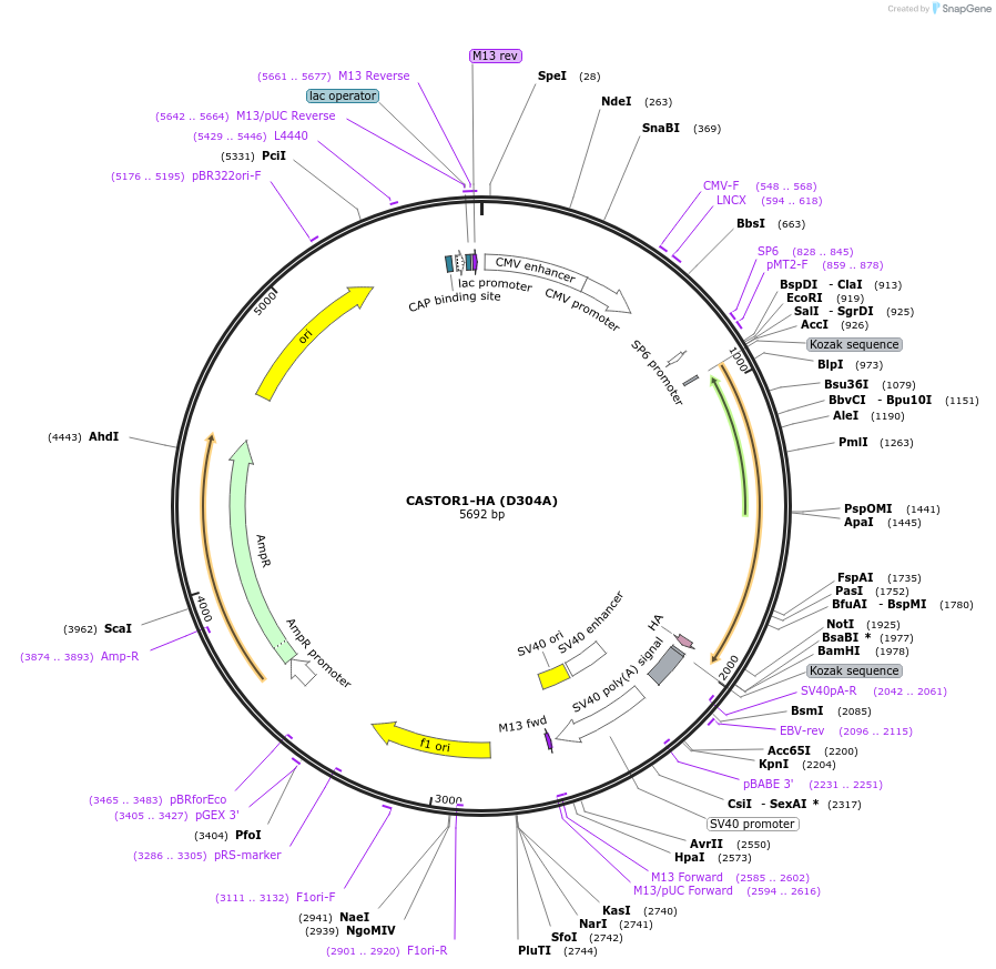237419-plasmid-map-sequence-id-474949