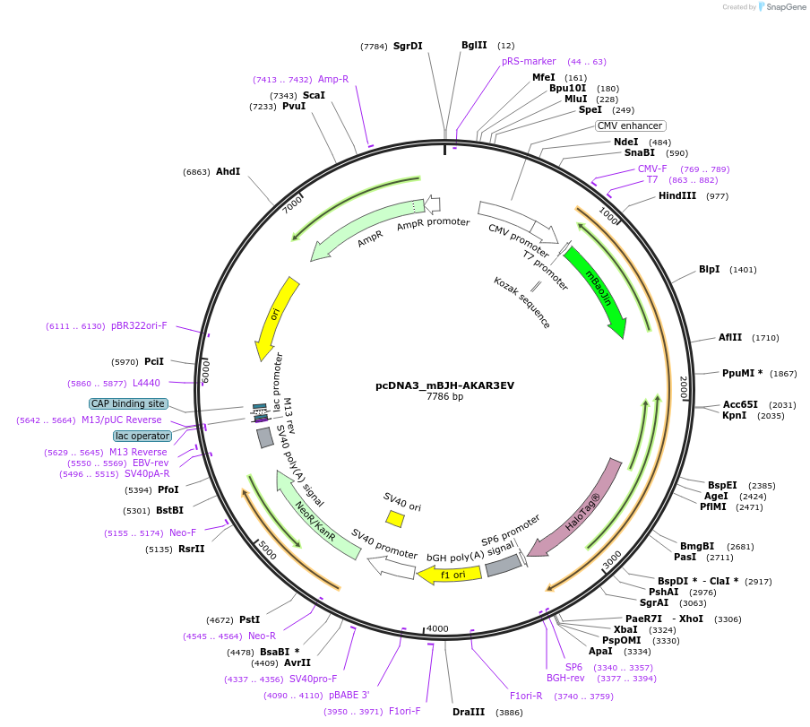 236206-plasmid-map-sequence-id-474964