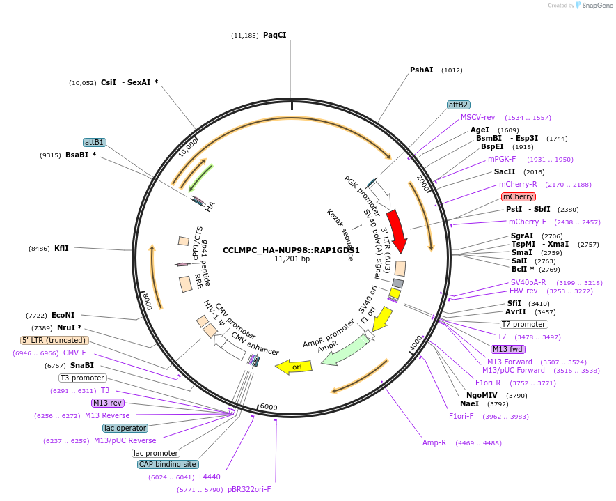 237486-plasmid-map-sequence-id-475554