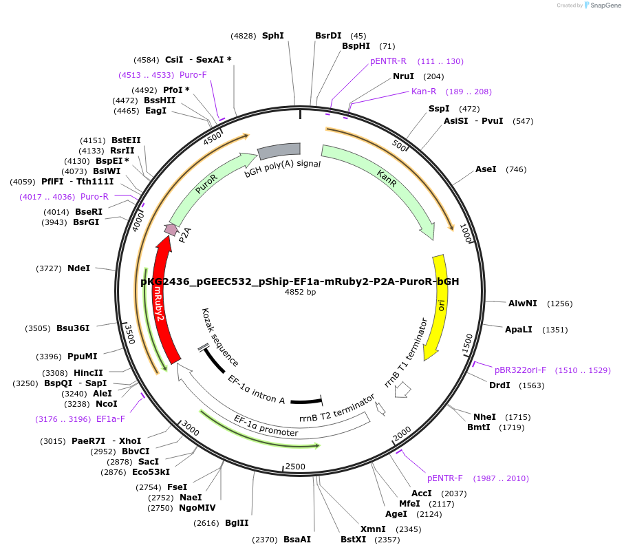 239728-plasmid-map-sequence-id-475948