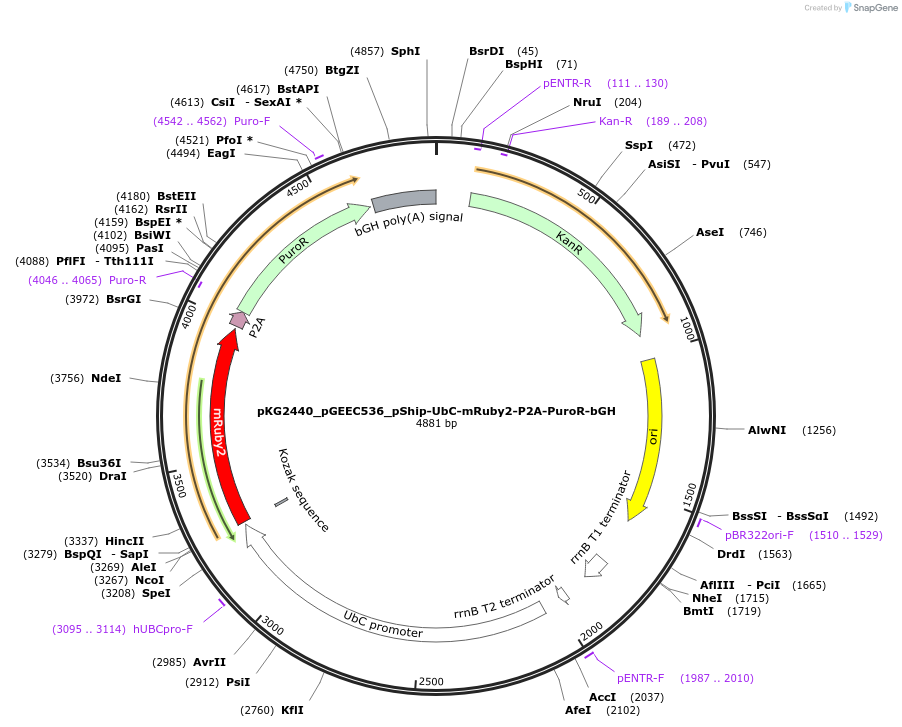 239732-plasmid-map-sequence-id-475959