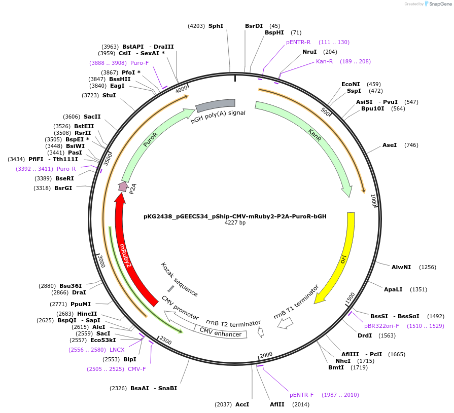 239730-plasmid-map-sequence-id-475966