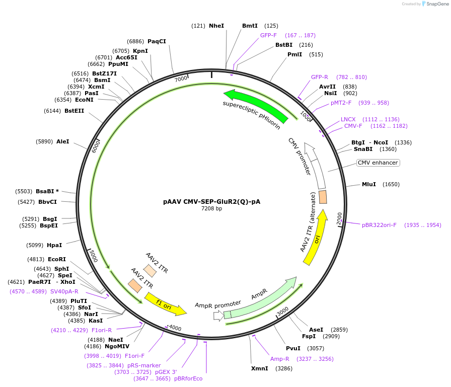 233052-plasmid-map-sequence-id-476060