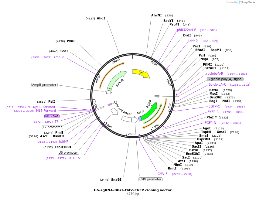 239464-plasmid-map-sequence-id-476201