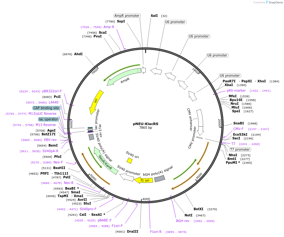 232155-plasmid-map-sequence-id-476296