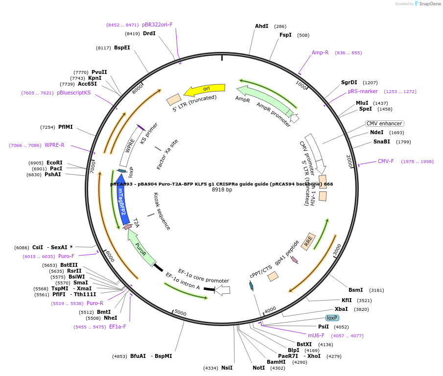 238186-plasmid-map-sequence-id-476349
