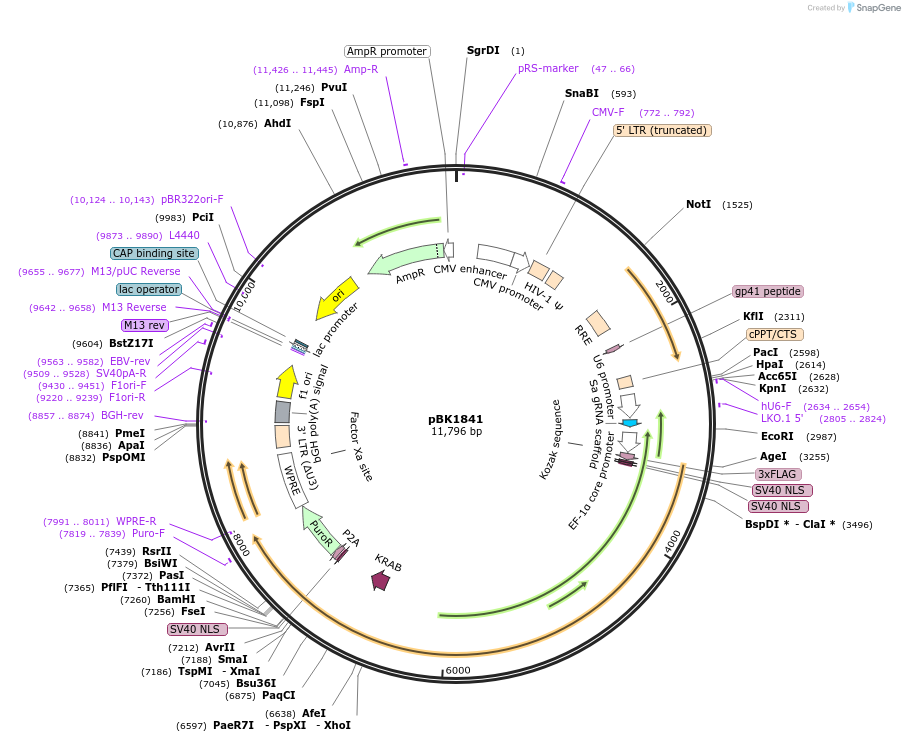239797-plasmid-map-sequence-id-476584