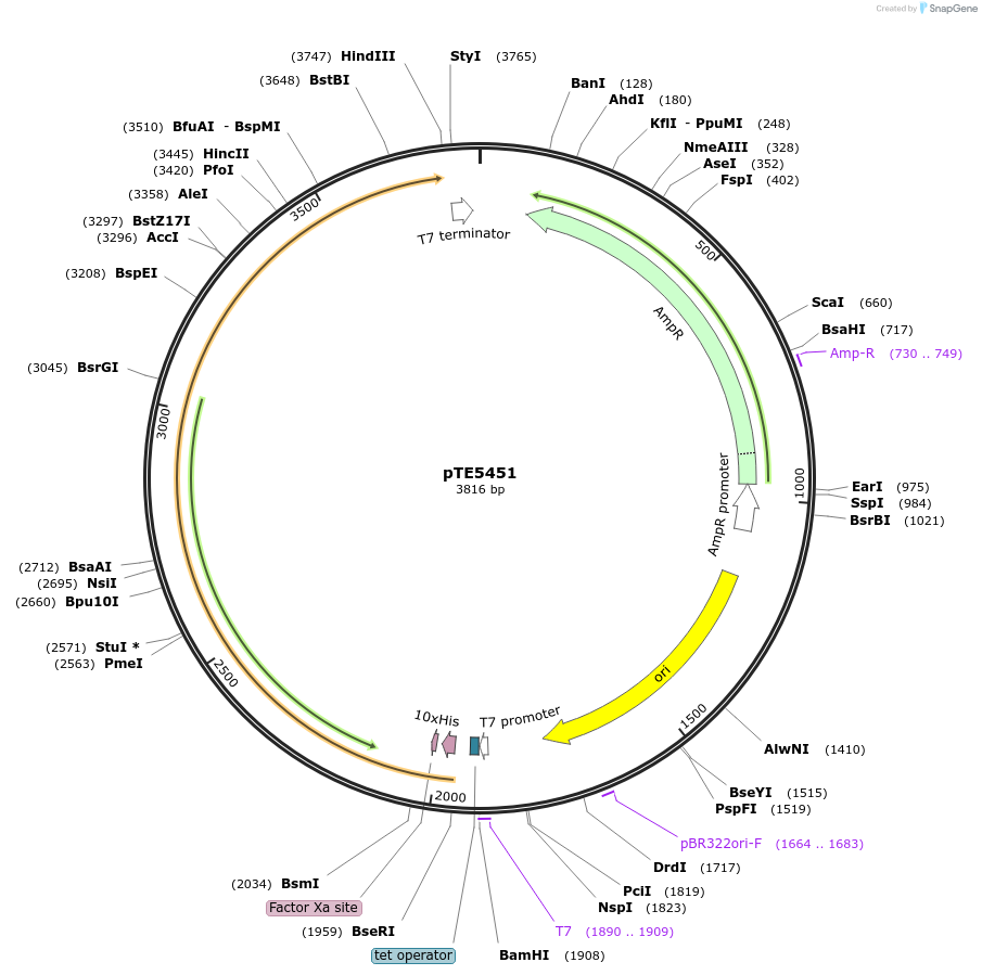 231066-plasmid-map-sequence-id-476591