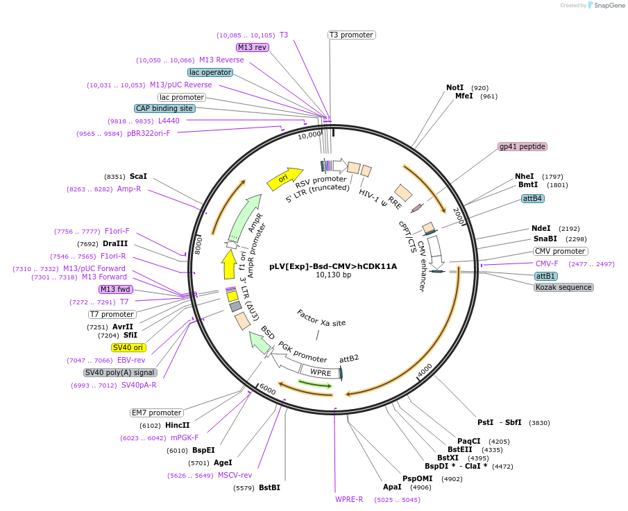 239212-plasmid-map-sequence-id-476622