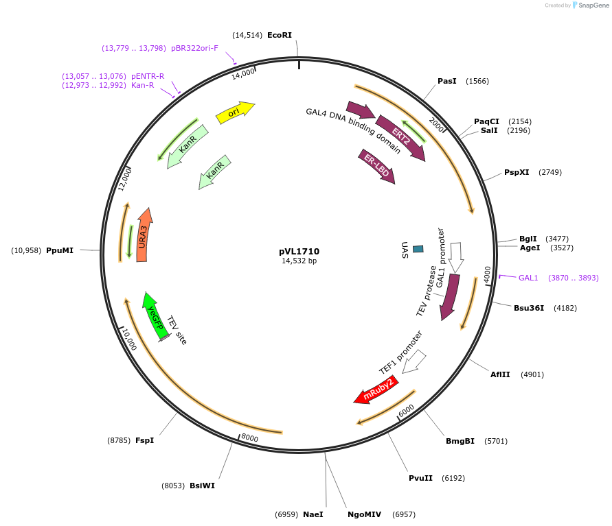 239543-plasmid-map-sequence-id-476623