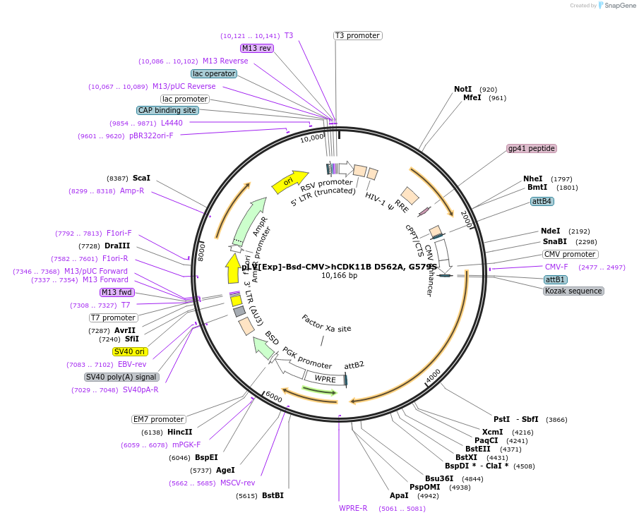 239218-plasmid-map-sequence-id-476822