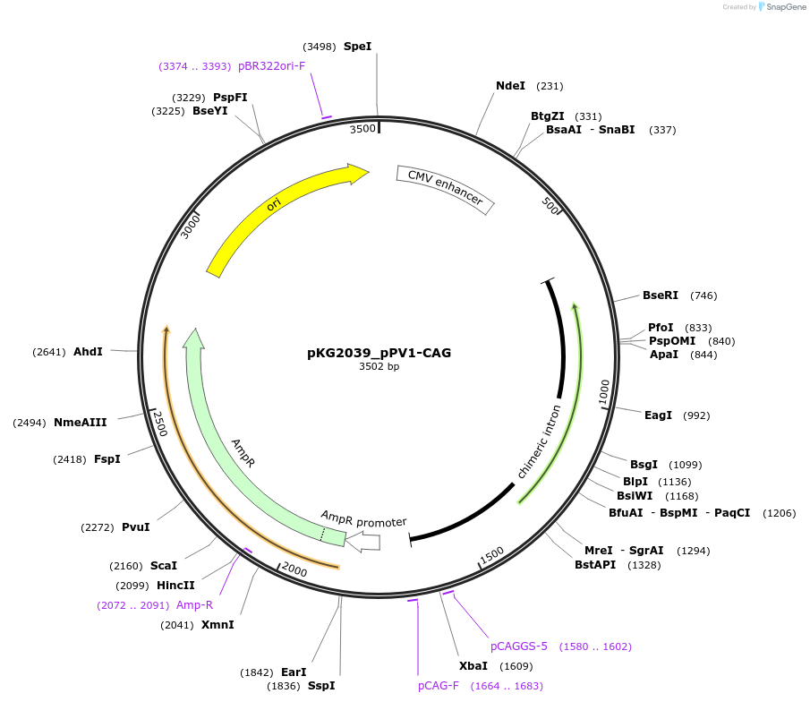 239686-plasmid-map-sequence-id-476988