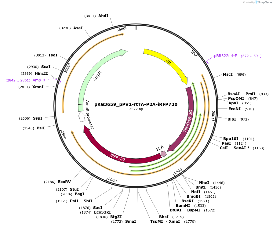 239698-plasmid-map-sequence-id-477088