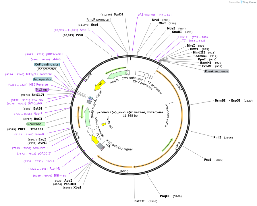 239767-plasmid-map-sequence-id-477107