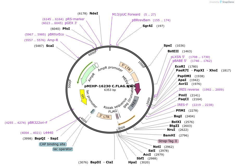 237567-plasmid-map-sequence-id-477153