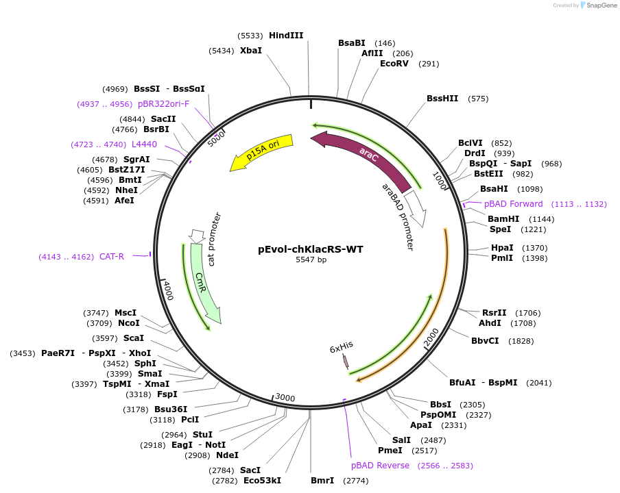 232159-plasmid-map-sequence-id-477155