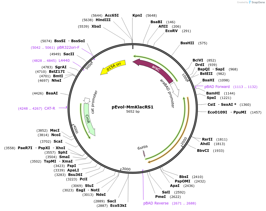 232157-plasmid-map-sequence-id-477156